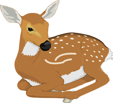 Resting Fawn Illustration PNG image