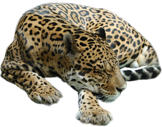 Resting Jaguar Transparent Background PNG image