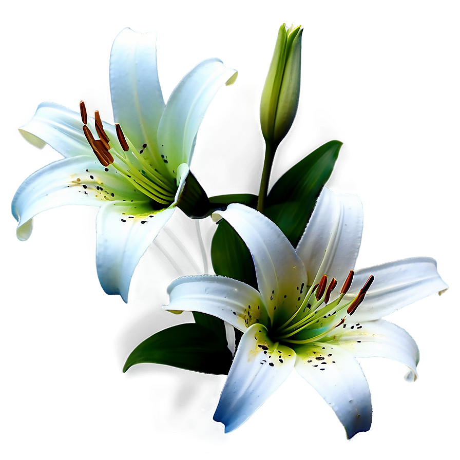 Retro Style Lilies Png 06282024 PNG image