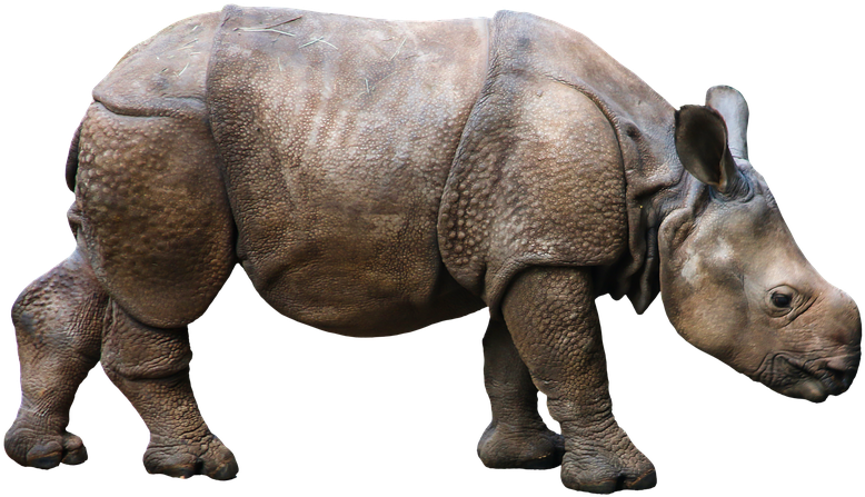 Rhino Isolatedon Transparent Background.png PNG image