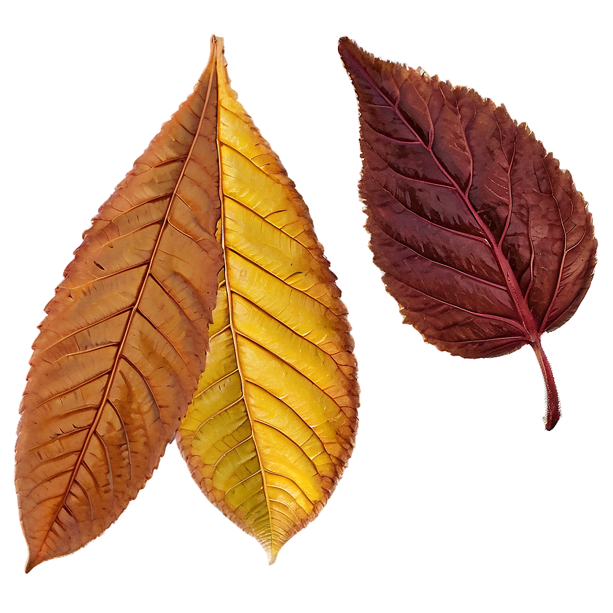 Rhode Island Autumn Leaves Png 85 PNG image