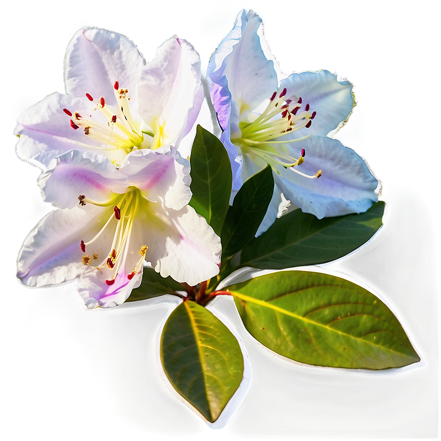 Rhododendron D PNG image