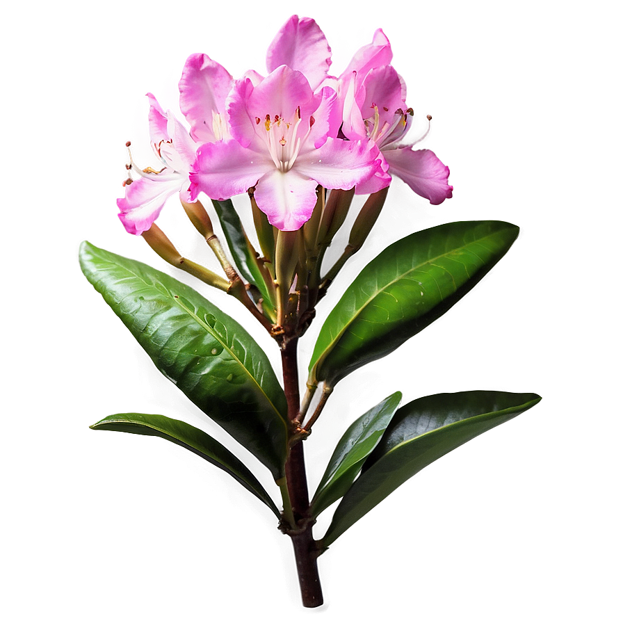 Rhododendron Flower Png Ris PNG image