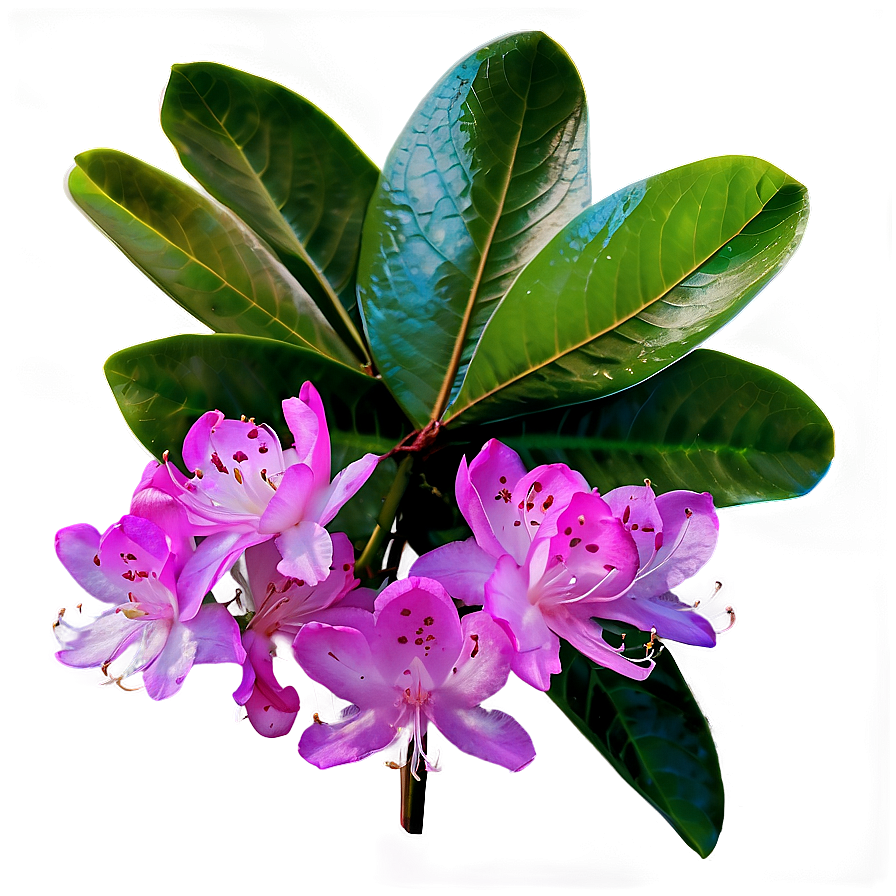 Rhododendron Leaves Png 52 PNG image