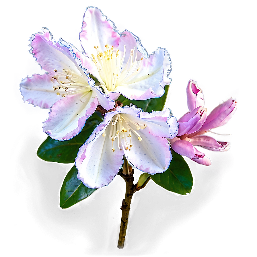 Rhododendron Petals Png Kmm PNG image