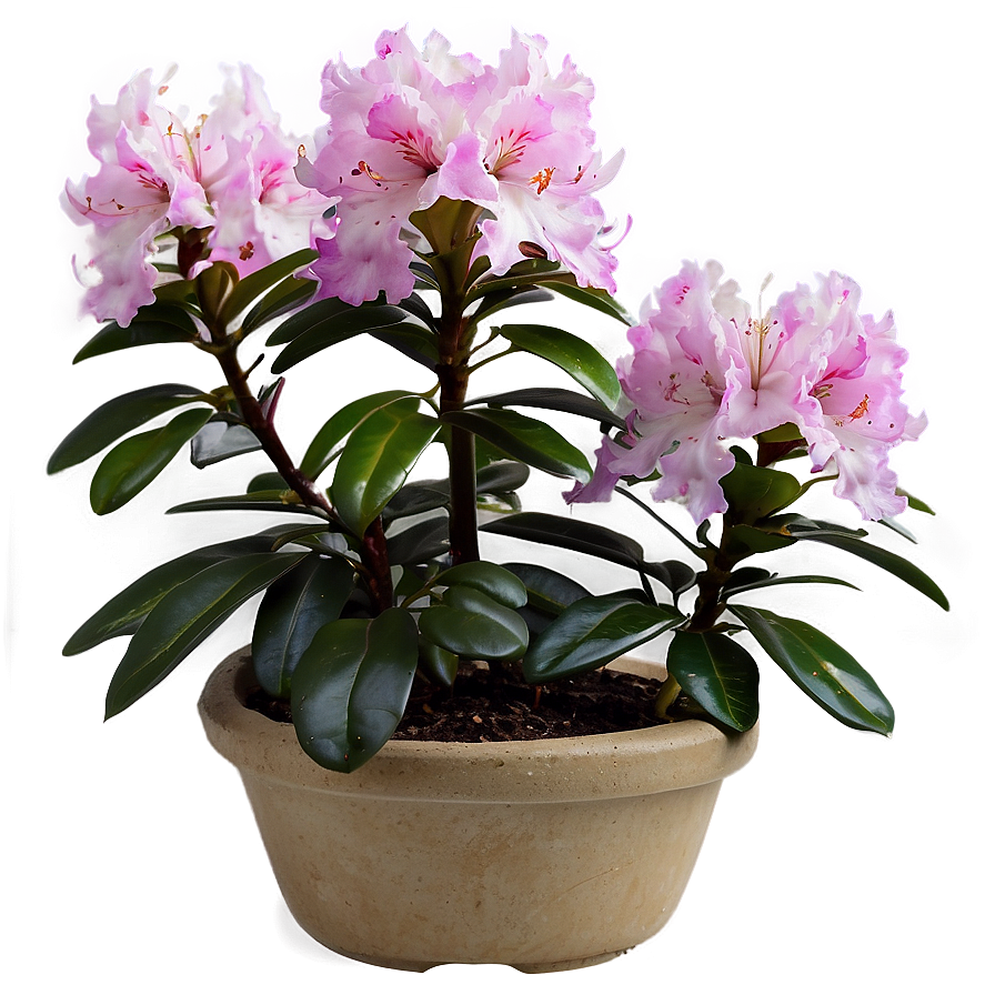 Rhododendron Plant Png 06282024 PNG image