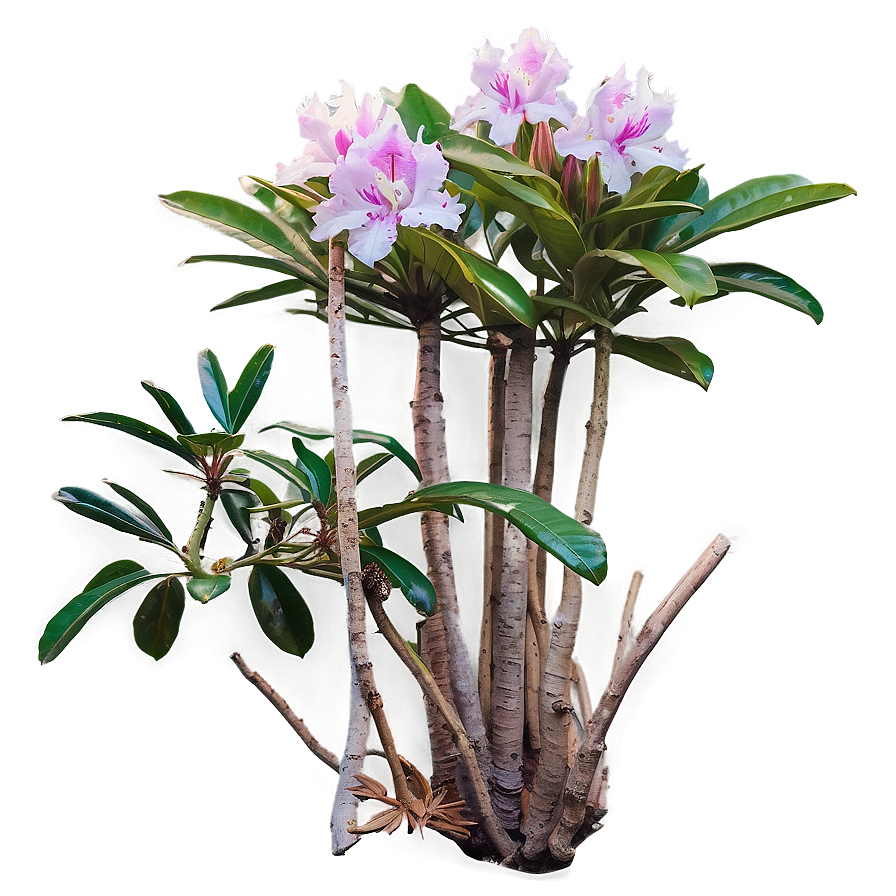 Rhododendron Trail Png 40 PNG image