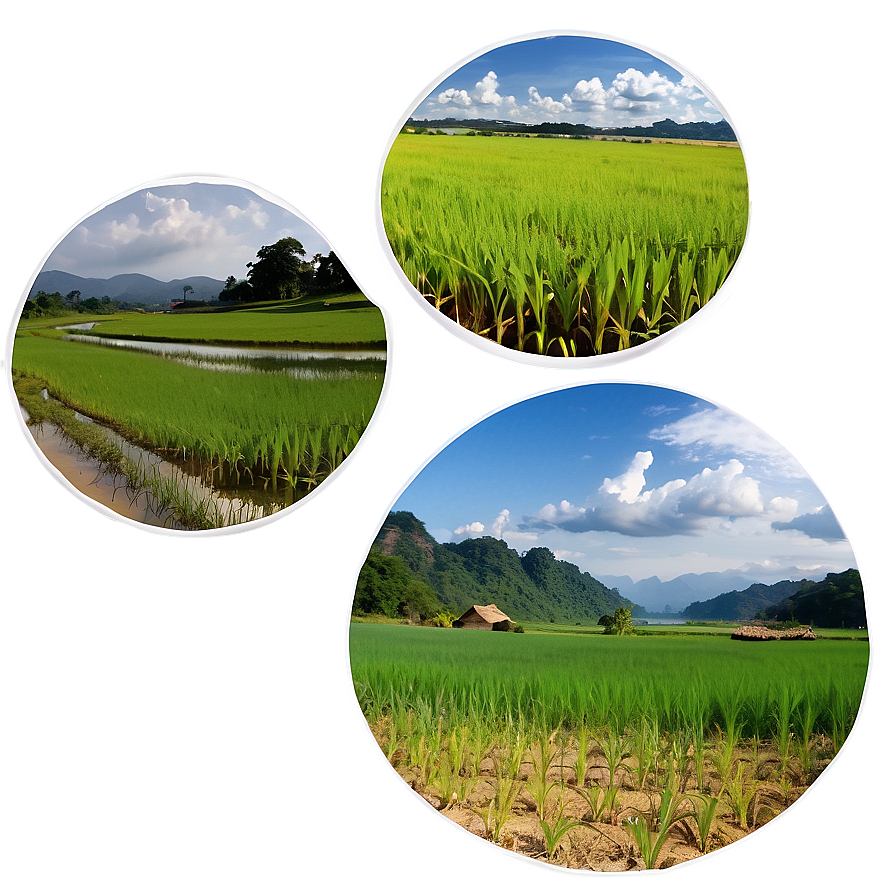 Rice Field Png 05242024 PNG image