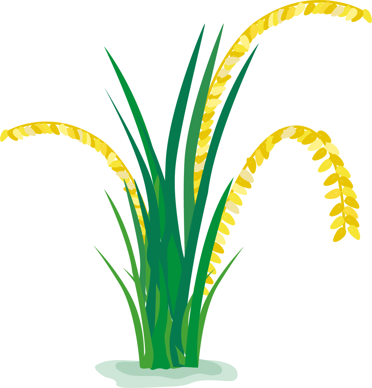 Rice Plant Illustration PNG image