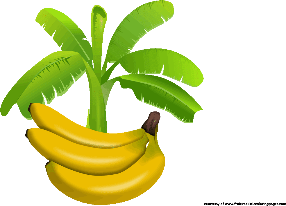 Ripe_ Bananas_ Under_ Banana_ Tree_ Illustration PNG image