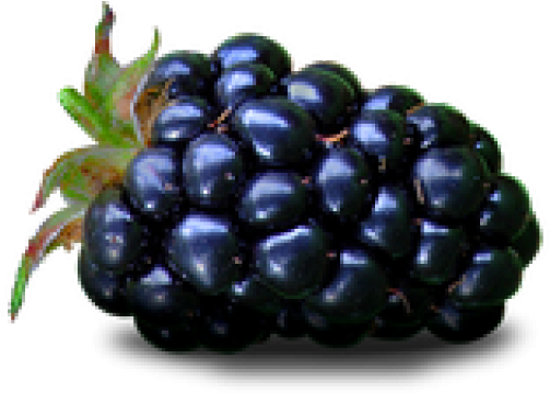 Ripe Blackberry Cluster PNG image