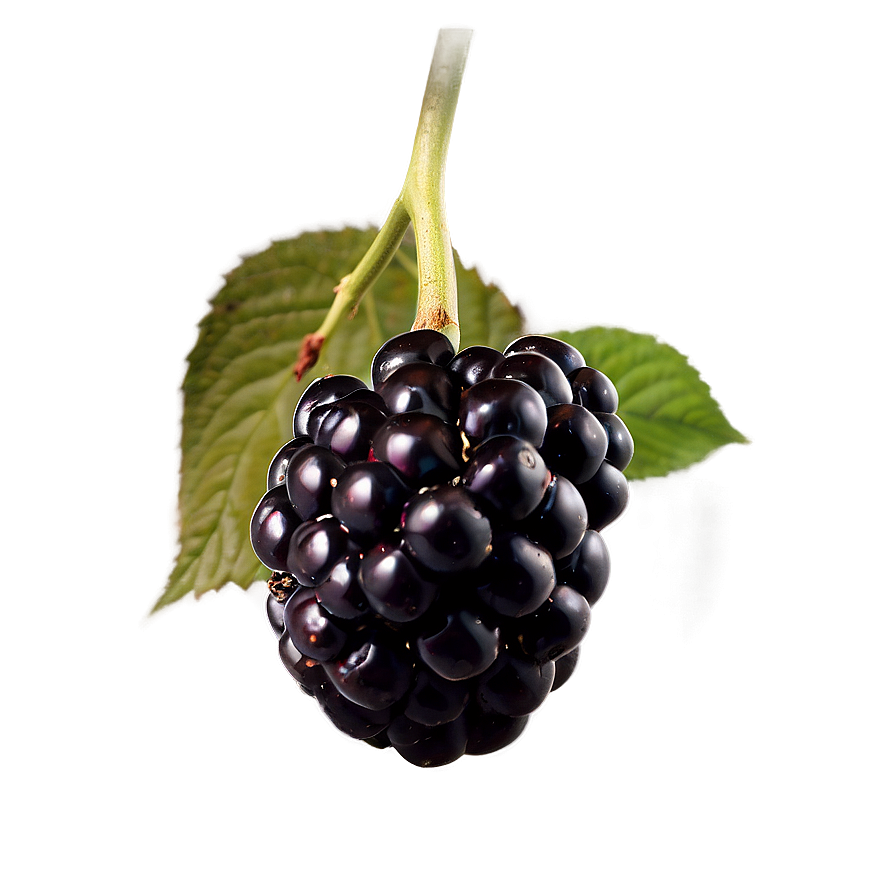 Ripe Blackberry Fruit Png 05232024 PNG image