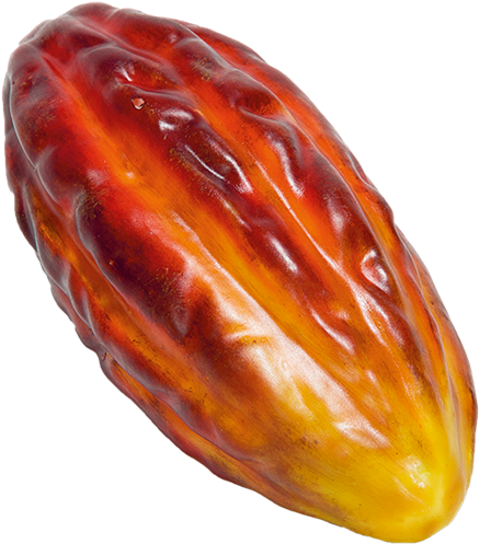Ripe Cacao Pod Isolated PNG image
