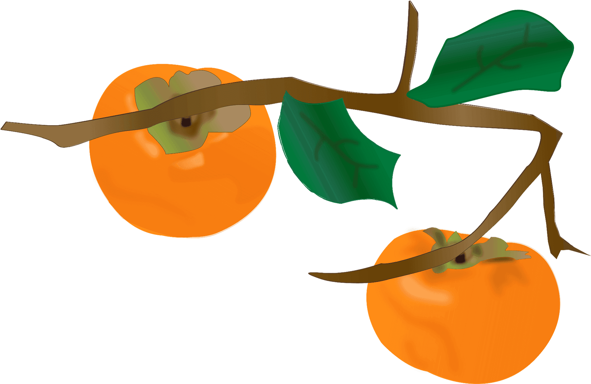 Ripe Persimmonson Branch PNG image