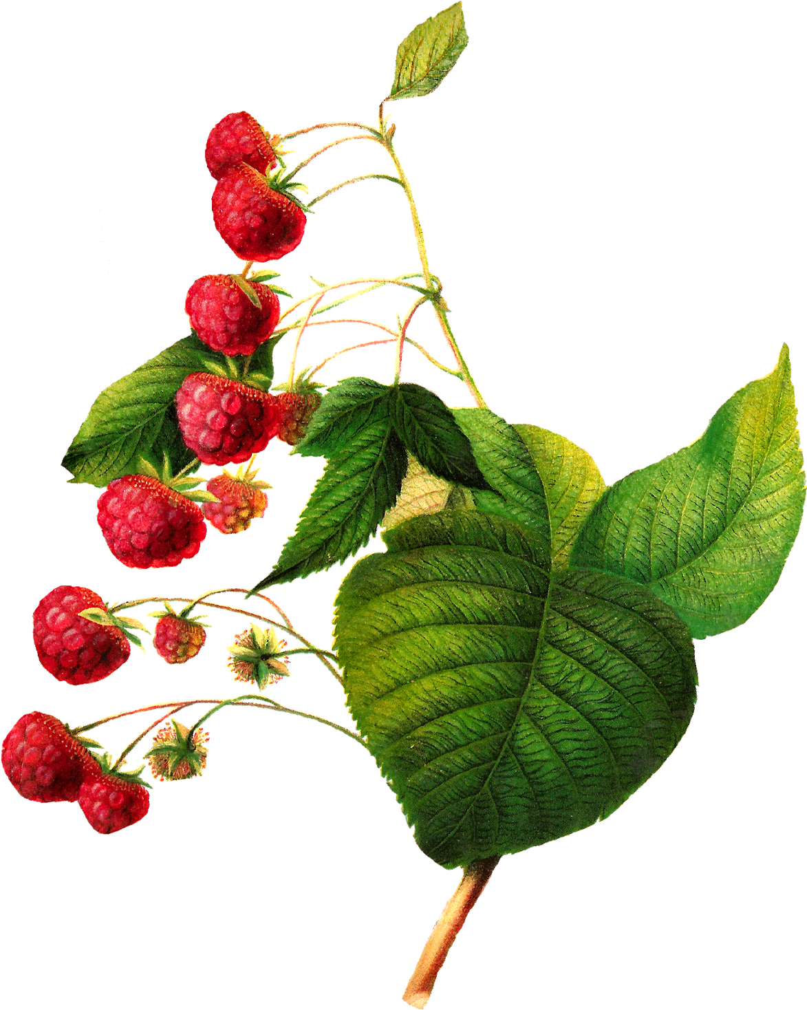 Ripe Raspberrieson Branch.png PNG image