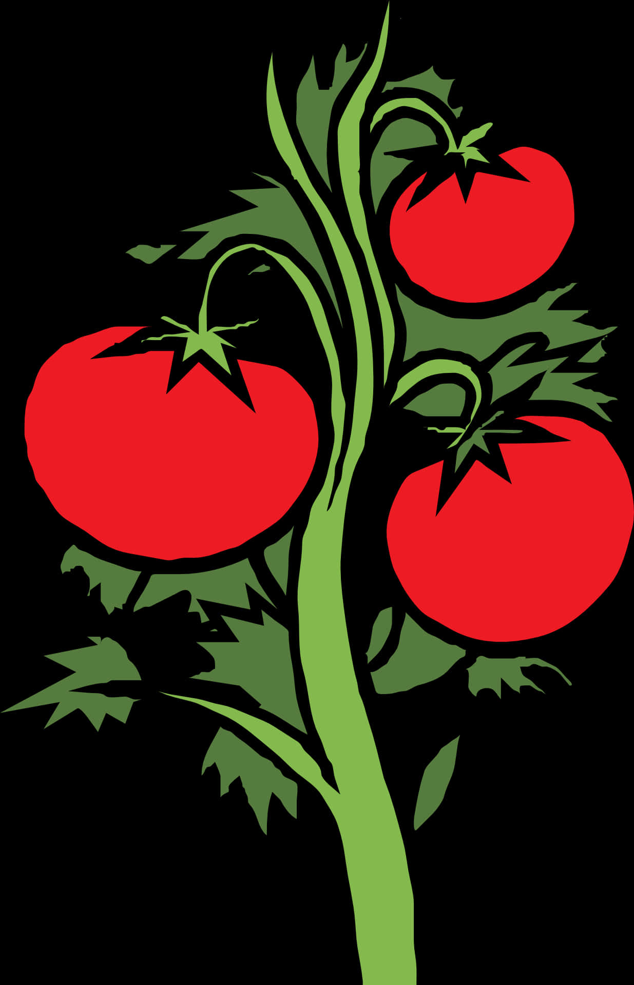 Ripe Tomatoeson Vine Illustration PNG image