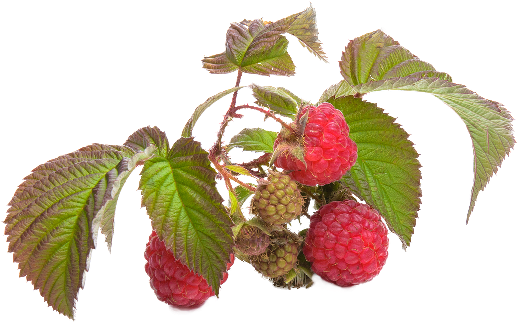 Ripeand Unripe Raspberries Branch PNG image