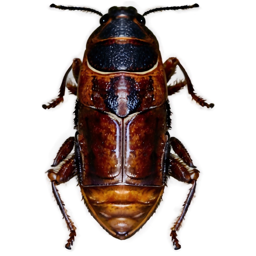 Roach Insect Png 47 PNG image