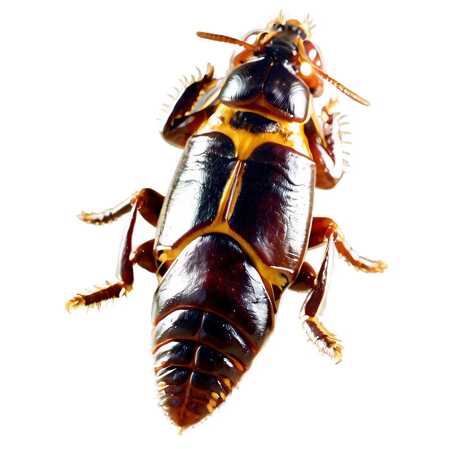 Roach Outline Png Avp93 PNG image