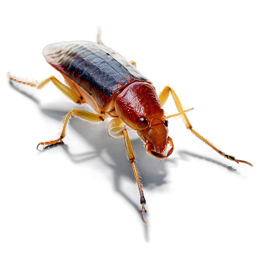 Roach Pest Png 05242024 PNG image