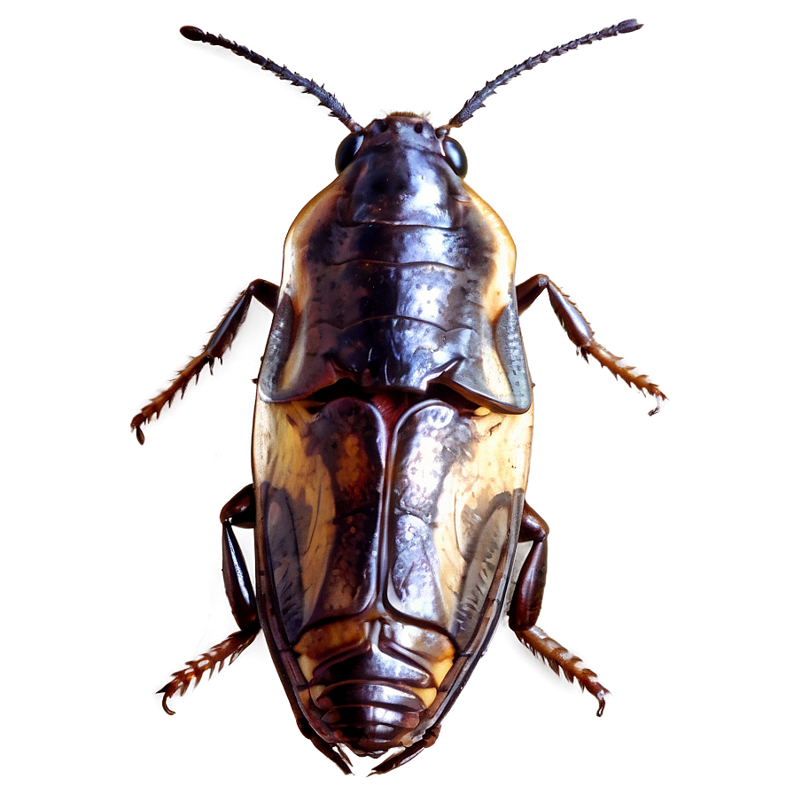 Roach Vector Png 3 PNG image
