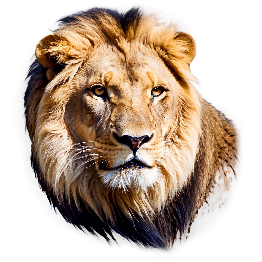 Roaring Lion Face Png 06122024 PNG image