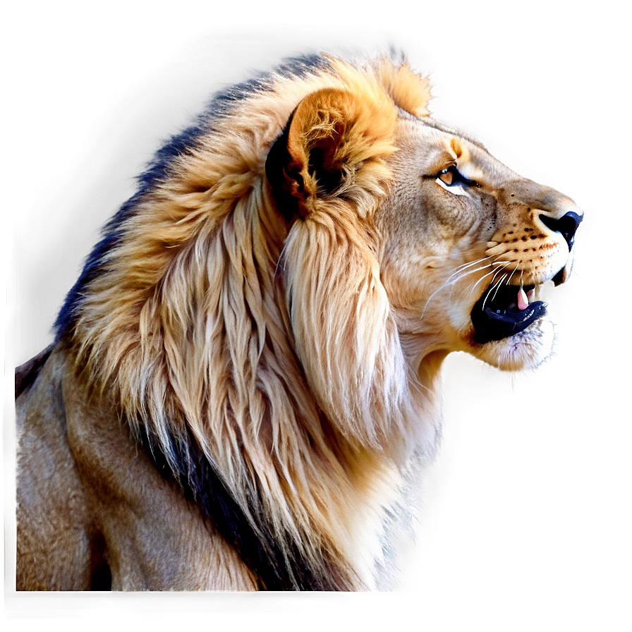 Roaring Lion Portrait Png Qxm PNG image