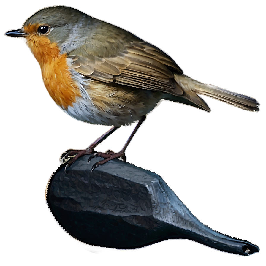 Robin Bird Spring Png Ota72 PNG image