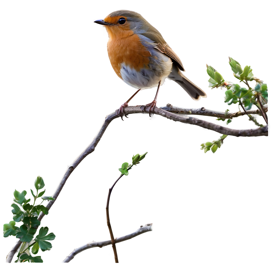 Robin Bird Spring Png Vku12 PNG image