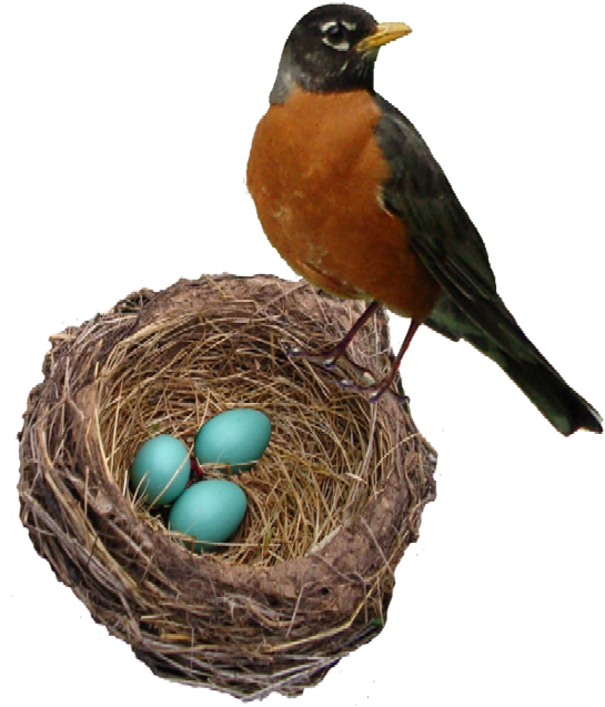 Robin Birdand Nestwith Blue Eggs PNG image