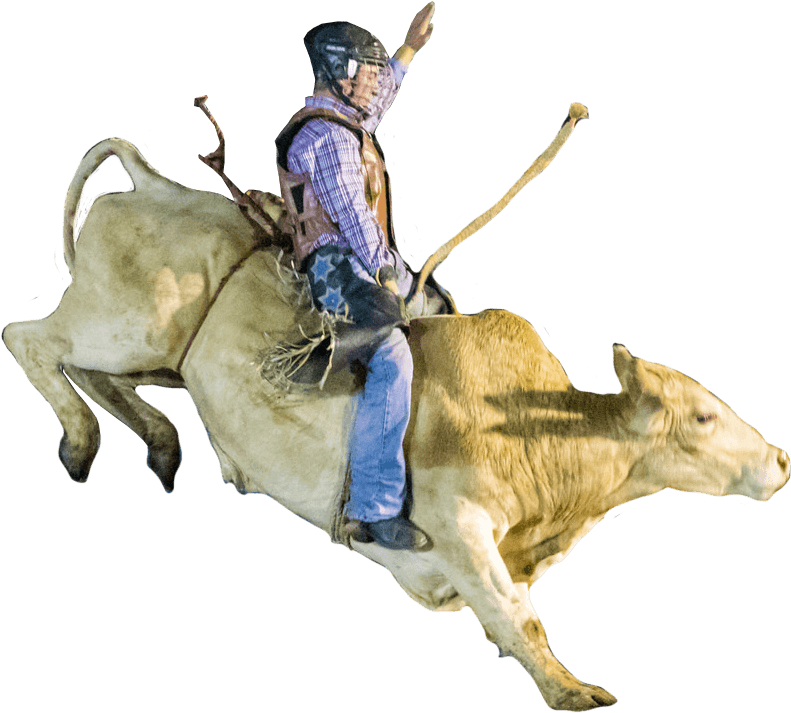 Rodeo Bull Riding Action PNG image