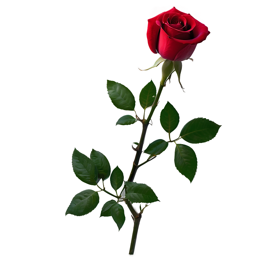 Romantic Red Rose Png Qef56 PNG image