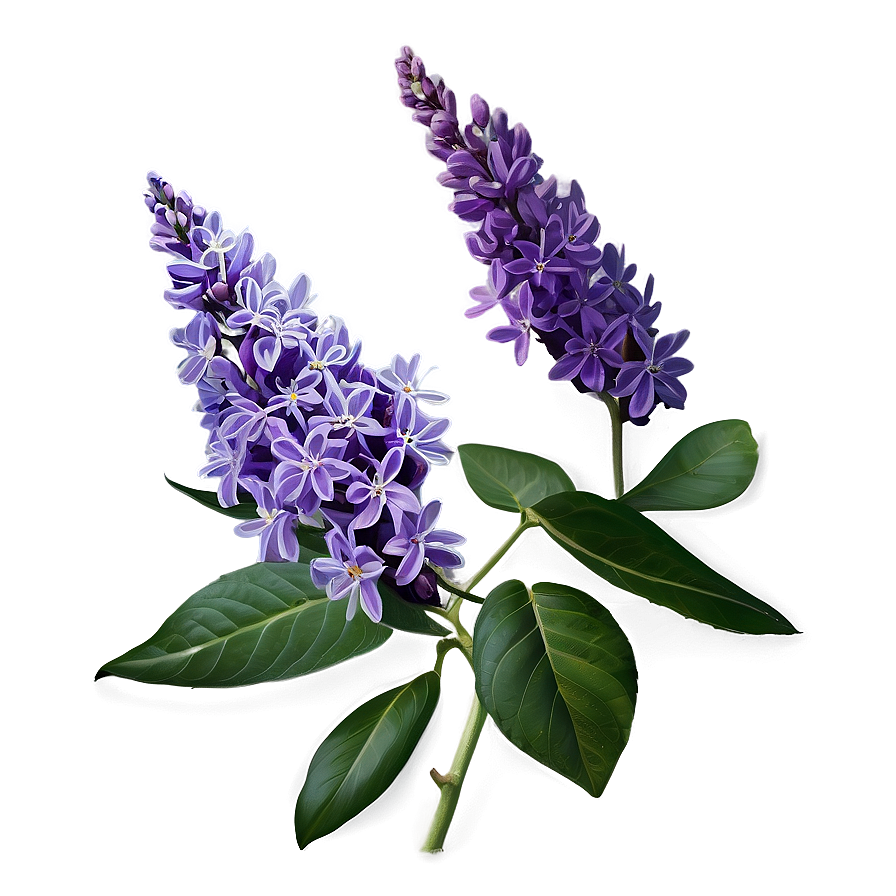 Royal Lilac Png 36 PNG image