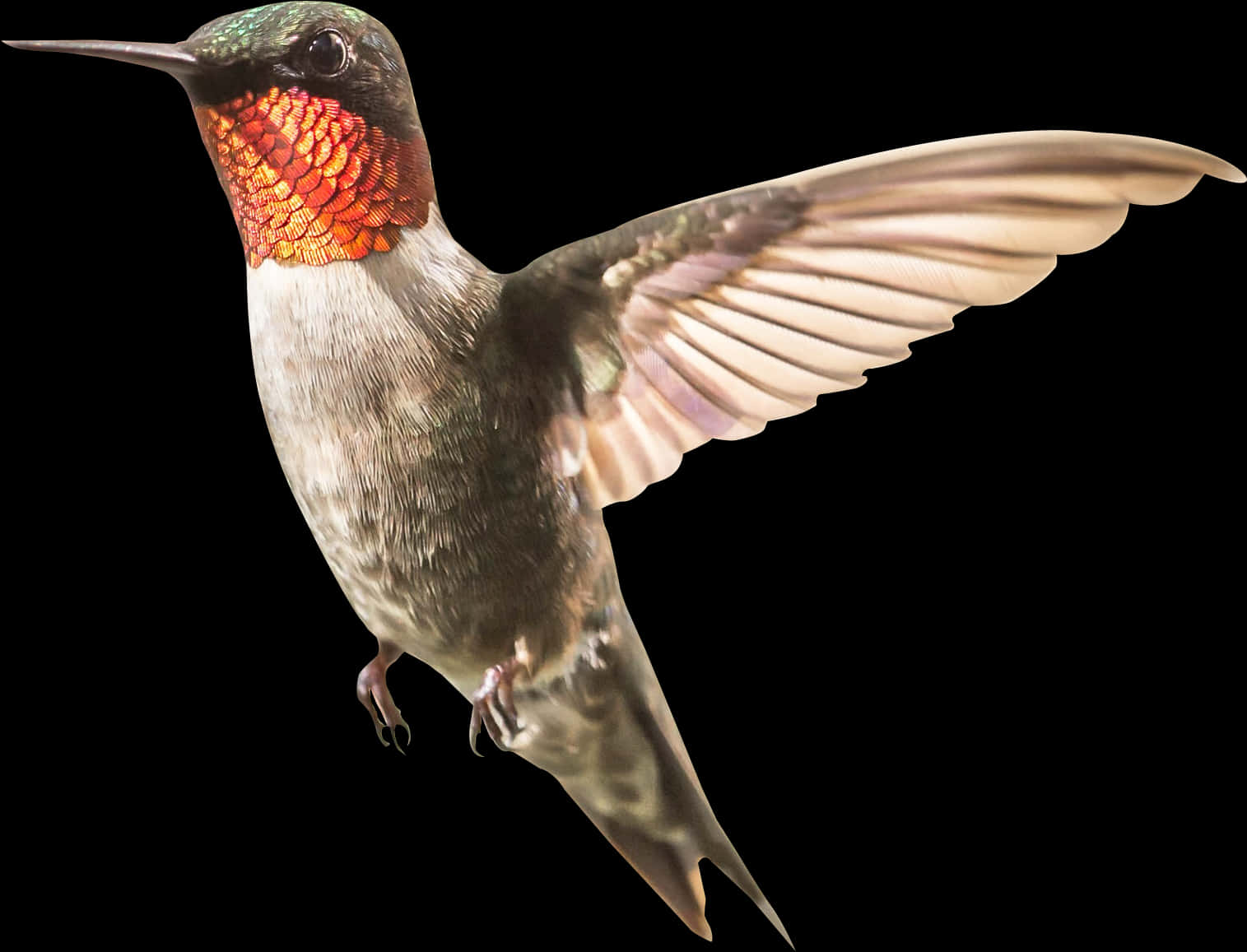 Ruby Throated Hummingbird In Flight PNG image