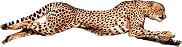 Running Cheetahin Action PNG image