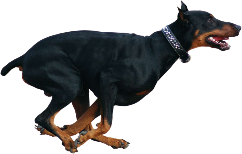 Running Doberman P N G Transparent Background PNG image