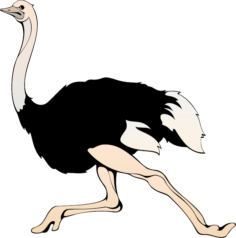 Running Emu Cartoon Illustration PNG image