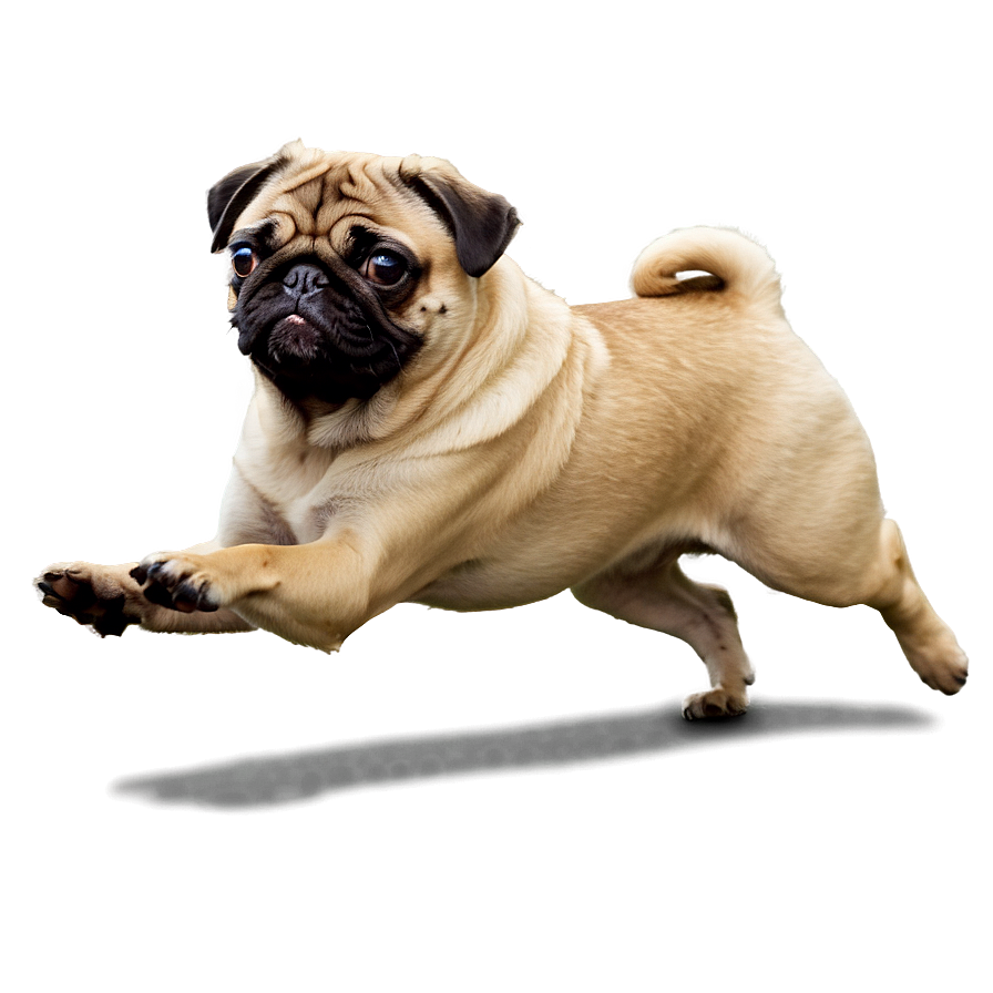 Running Pug Png 64 PNG image