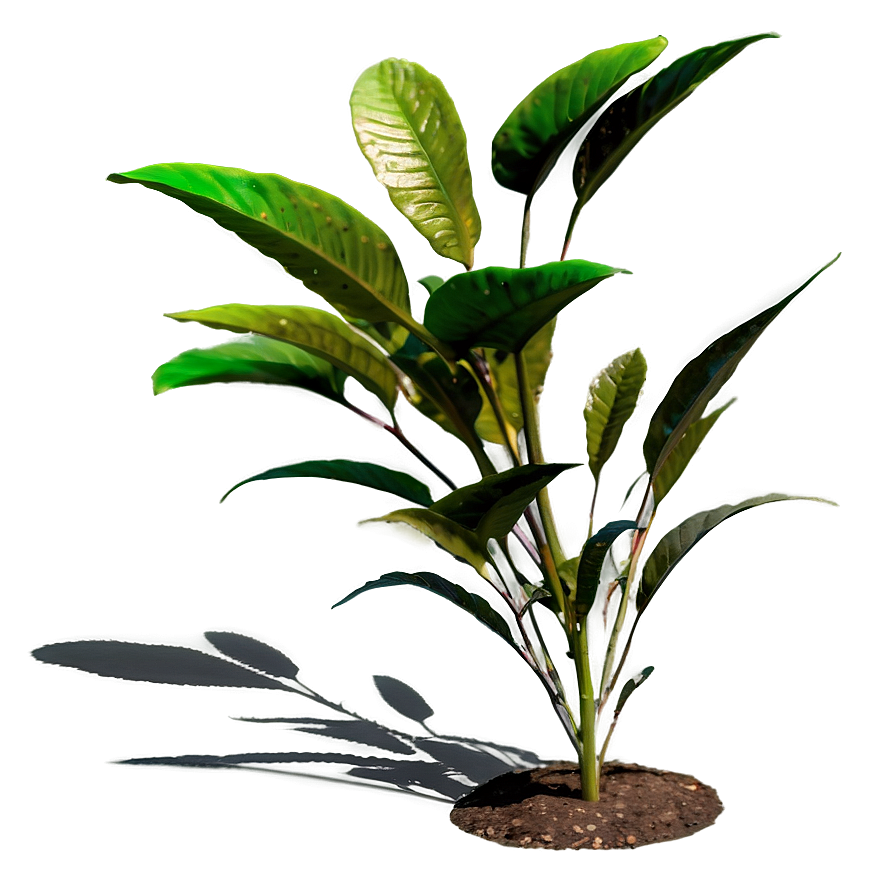 Rural Plant Shadow Png Adf92 PNG image