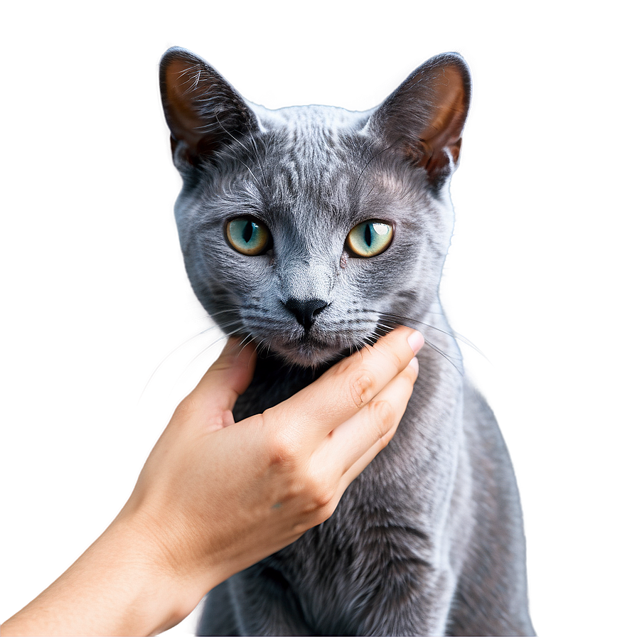 Russian Blue Cat Grooming Png 06272024 PNG image