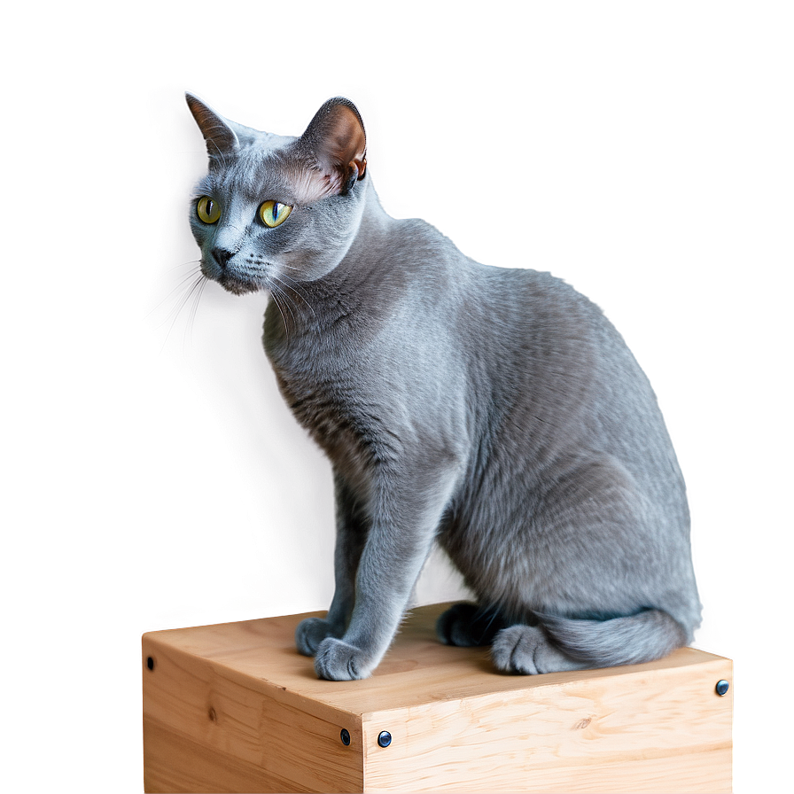 Russian Blue Cat Grooming Png Lij22 PNG image