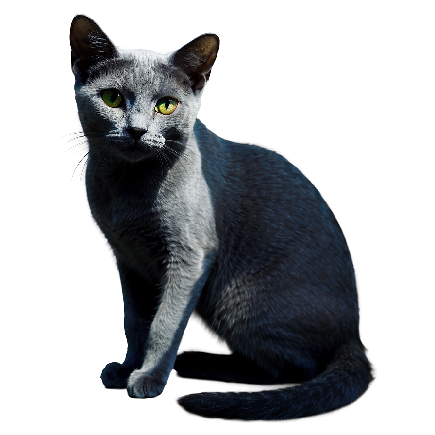 Russian Blue Cat In Shadow Png Fbn PNG image