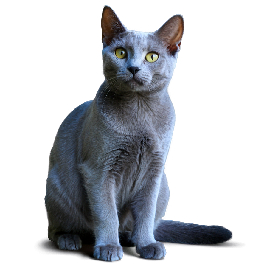 Russian Blue Cat In Sunlight Png Eku40 PNG image