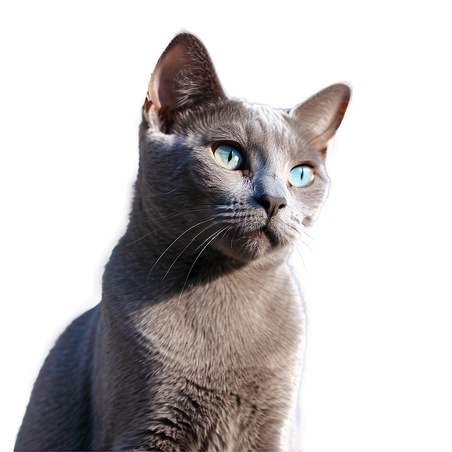 Russian Blue Cat In Sunlight Png Pjs PNG image