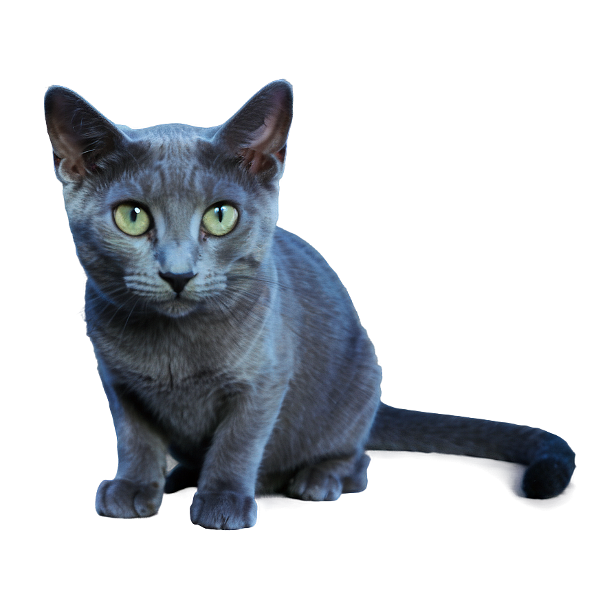 Russian Blue Cat Png Lrn PNG image