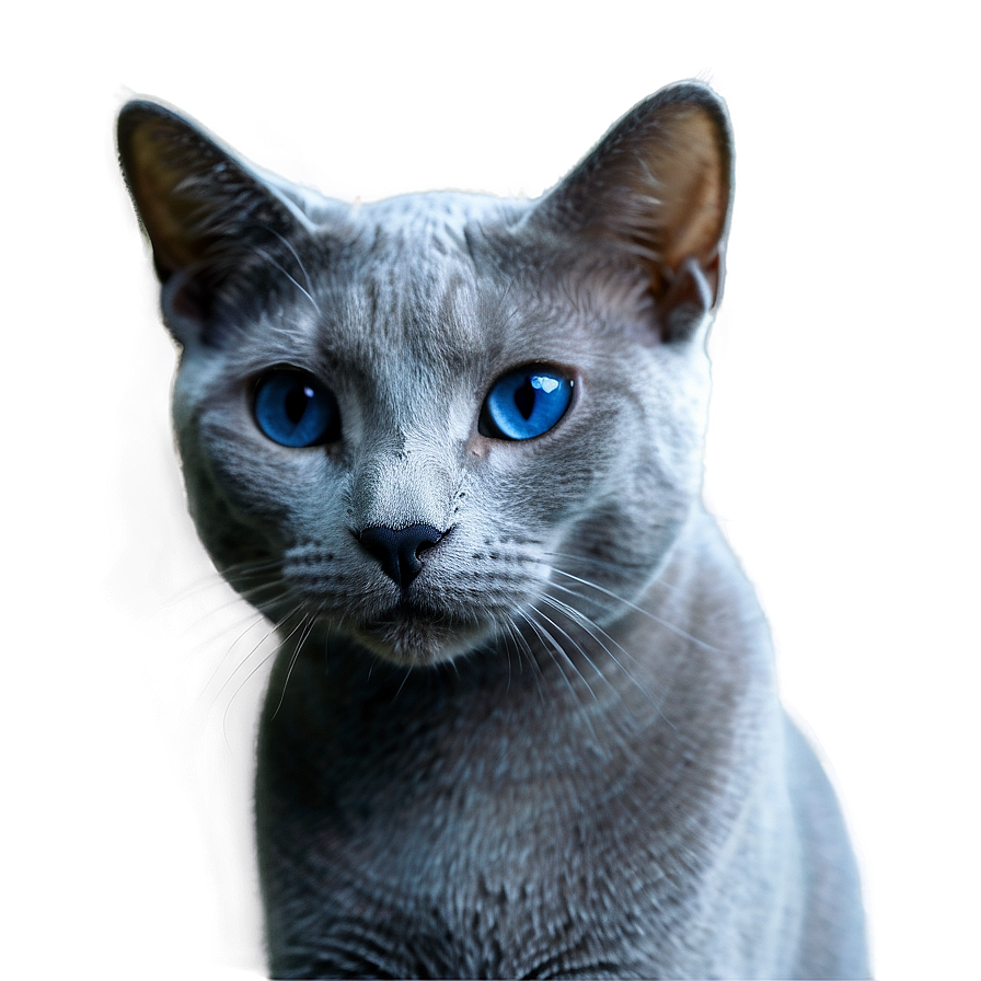 Russian Blue Cat Transparent 74 PNG image