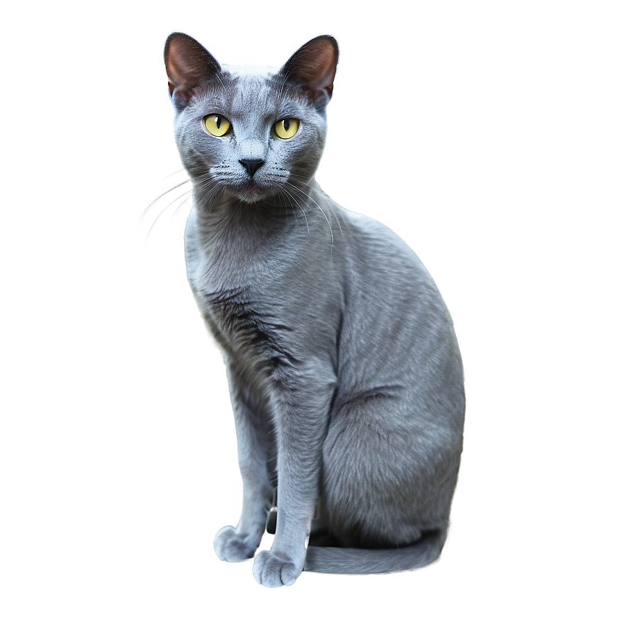 Russian Blue Cat With Detailed Texture Png 57 PNG image