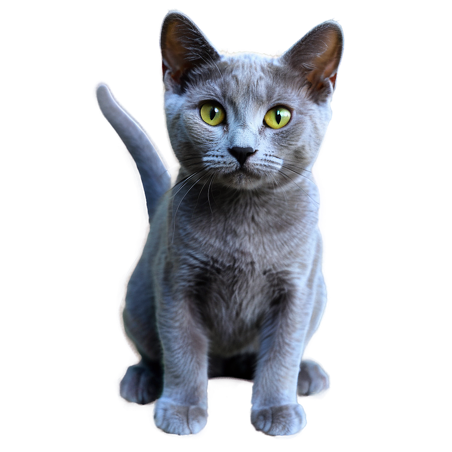 Russian Blue Cat With Soft Fur Png 26 PNG image