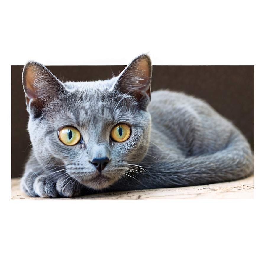 Russian Blue Cat With Sparkling Eyes Png 61 PNG image