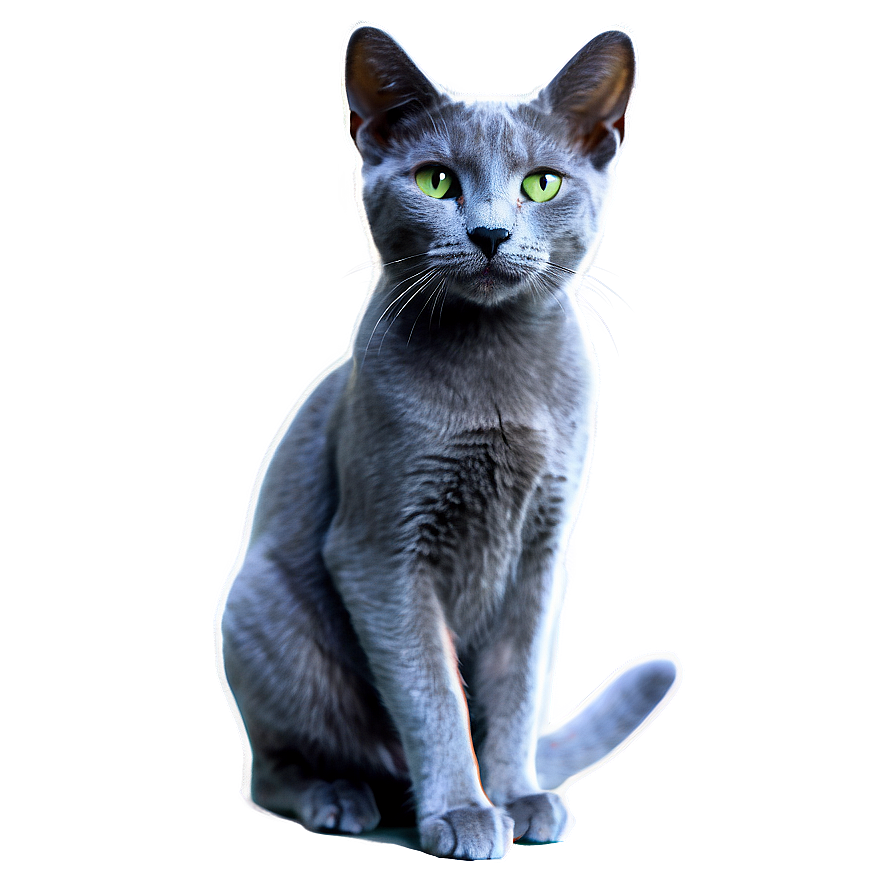 Russian Blue Cat With Sparkling Eyes Png Erv PNG image